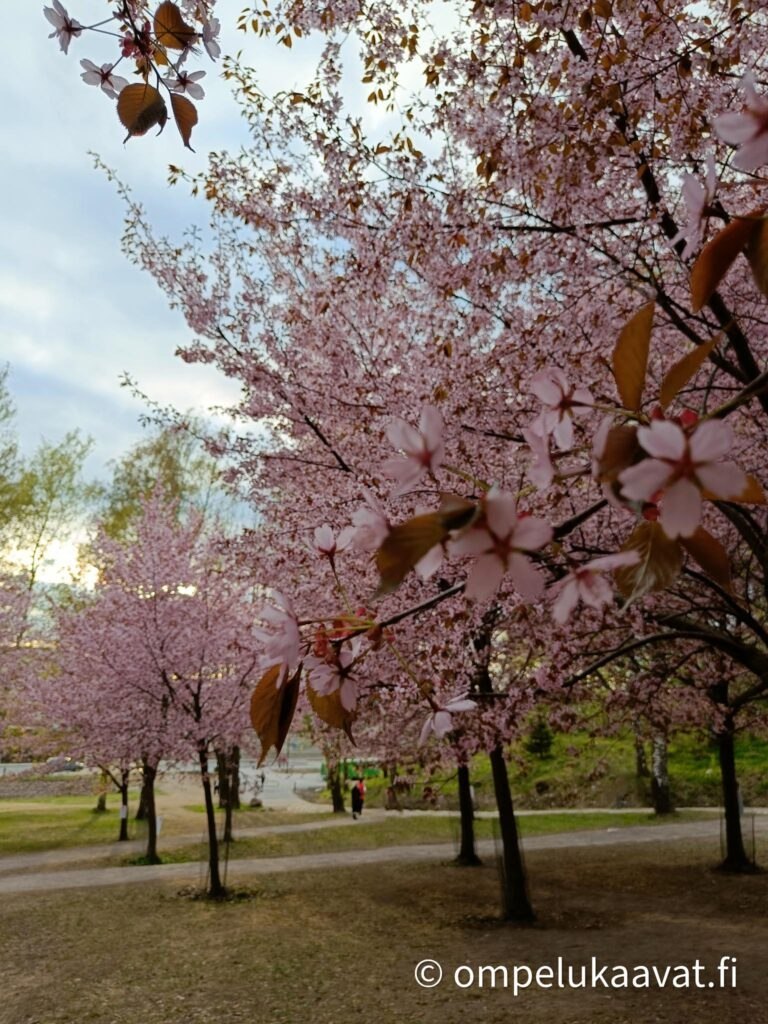 Ompelutarvikkeet ja ompelukaavat