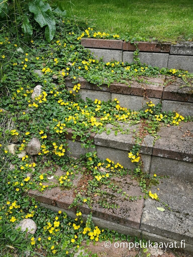 Ompelutarvikkeet ja ompelukaavat